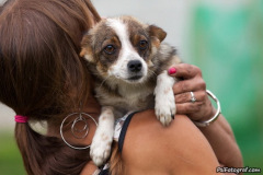 phoca_thumb_l_IMG_7860_resize