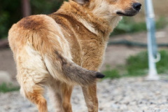 phoca_thumb_l_IMG_7866_resize