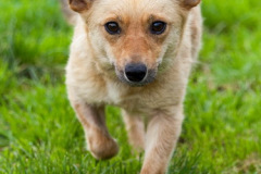phoca_thumb_l_IMG_7875_resize