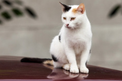 phoca_thumb_l_IMG_7882_resize