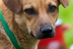 phoca_thumb_l_IMG_7891_resize