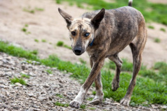 phoca_thumb_l_IMG_7908_resize