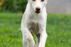 phoca_thumb_l_IMG_7962_resize