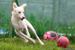 phoca_thumb_l_IMG_7968_resize