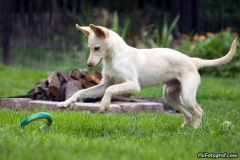 phoca_thumb_l_IMG_7969_resize