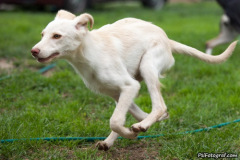phoca_thumb_l_IMG_7973_resize