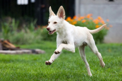 phoca_thumb_l_IMG_7980_resize