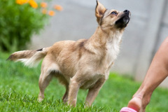 phoca_thumb_l_IMG_8003_resize