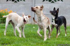 phoca_thumb_l_IMG_8005_resize