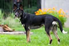 phoca_thumb_l_IMG_8040_resize