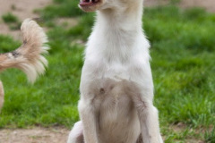 phoca_thumb_l_IMG_8059_resize