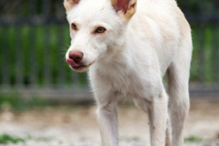phoca_thumb_l_IMG_8081_resize