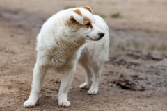 phoca_thumb_l_IMG_8134_resize
