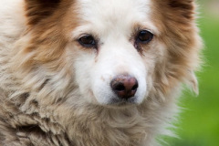 phoca_thumb_l_IMG_8155_resize