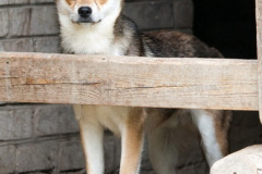 phoca_thumb_l_IMG_8216_resize