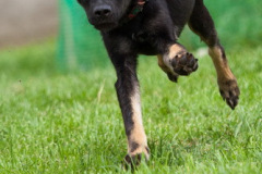 phoca_thumb_l_IMG_8226_resize