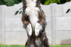 phoca_thumb_l_IMG_8240_resize
