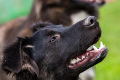phoca_thumb_l_IMG_8270_resize