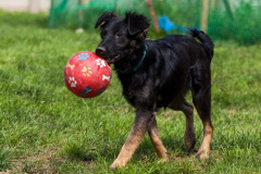 phoca_thumb_l_IMG_8323_resize