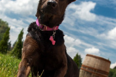 phoca_thumb_l_IMG_6909_resize