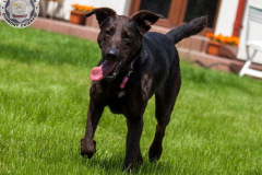 phoca_thumb_l_IMG_6925_resize