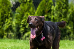 phoca_thumb_l_IMG_6928_resize