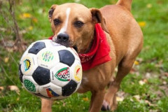 phoca_thumb_l_IMG_2768_resize