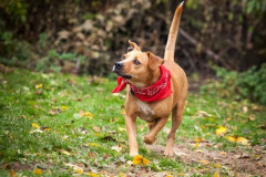 phoca_thumb_l_IMG_2772_resize