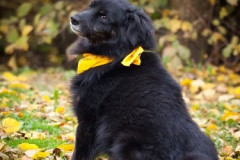 phoca_thumb_l_IMG_2786_resize