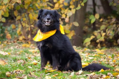 phoca_thumb_l_IMG_2801_resize