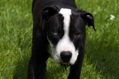 phoca_thumb_l_IMG_6602_resize