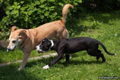 phoca_thumb_l_IMG_6608_resize