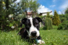 phoca_thumb_l_IMG_6614_resize