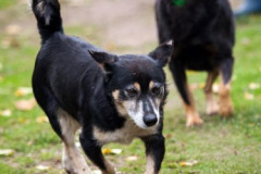 phoca_thumb_l_IMG_2086_resize