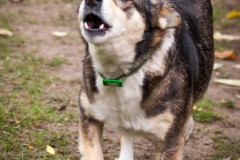 phoca_thumb_l_IMG_2088_resize