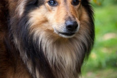 phoca_thumb_l_IMG_2094_resize
