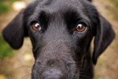 phoca_thumb_l_IMG_2122_resize