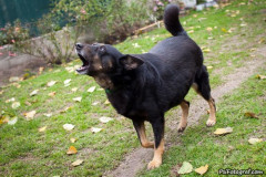 phoca_thumb_l_IMG_2126_resize