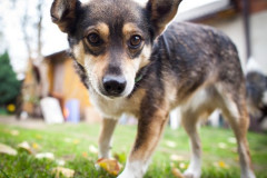 phoca_thumb_l_IMG_2132_resize