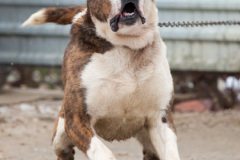 phoca_thumb_l_IMG_1554_resize