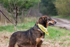 phoca_thumb_l_IMG_4229_resize