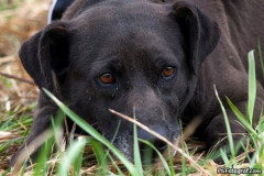 phoca_thumb_l_IMG_4238_resize