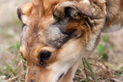 phoca_thumb_l_IMG_4500_resize