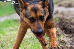 phoca_thumb_l_IMG_4584_resize