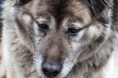 phoca_thumb_l_IMG_5263_resize