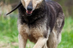 phoca_thumb_l_IMG_5367_resize
