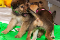 phoca_thumb_l_IMG_1864_resize