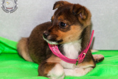phoca_thumb_l_IMG_1869_resize