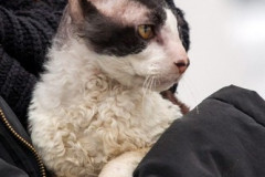 phoca_thumb_l_IMG_2471_resize