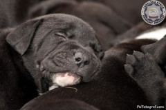 phoca_thumb_l_IMG_2641_resize